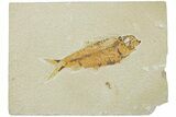 Fossil Fish (Knightia) - Green River Formation #224499-1